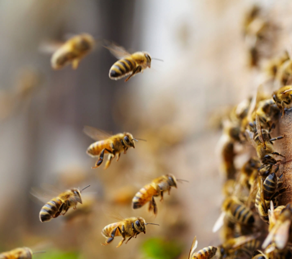 Bij Franken dragen we zorg voor de natuur.